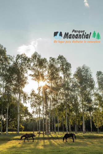 three horses grazing in a field with trees in the background at Parque Hotel Manantial in Hohenau