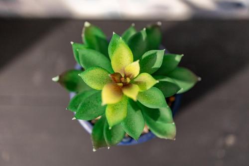 une plante verte avec une fleur jaune dans un pot dans l'établissement Escapade Place 11 - N2 Studio - Dinan centre, à Dinan