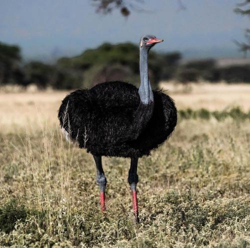 an ostrich standing in a field of grass at Lions' Luxury Eco Resort & Spa in Malindi