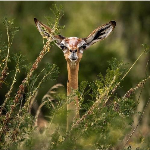 a giraffe standing in a field of grass at Lions' Luxury Eco Resort & Spa in Malindi