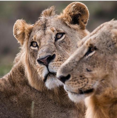two lions are looking at each other at Lions' Luxury Eco Resort & Spa in Malindi