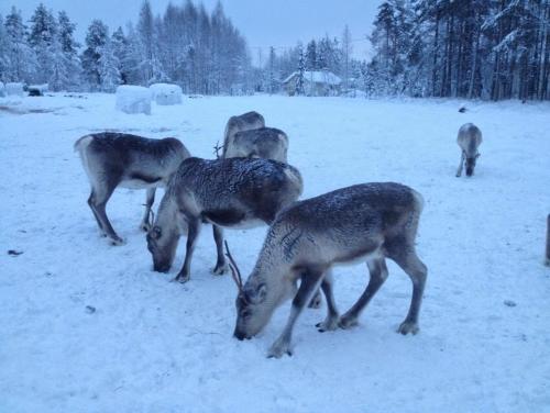 a group of deer grazing in the snow at Granny´s House Kuusela in Portimo