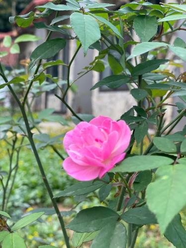 a pink rose on a bush with green leaves at Trang an green river homestay in Ninh Binh