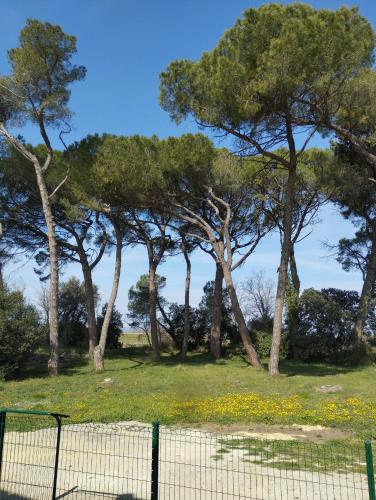 un groupe d'arbres dans un champ d'herbe et de fleurs dans l'établissement Appartement meublé et tout confort, au milieu de la campagne, à Saint-Paul-Trois-Châteaux