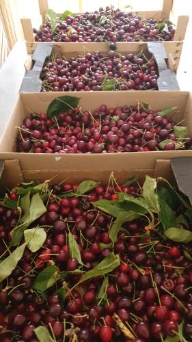four boxes of cherries sitting on a table at Masseria Spartivento in Conca Specchiulla
