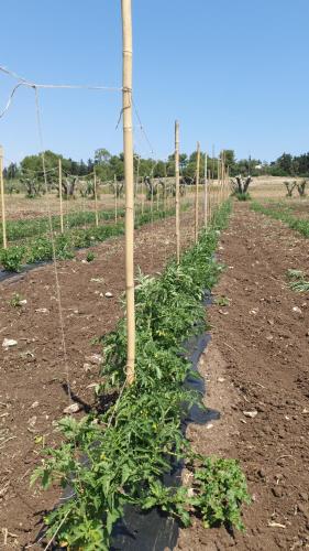 a row of tomato plants in a field at Masseria Spartivento in Conca Specchiulla