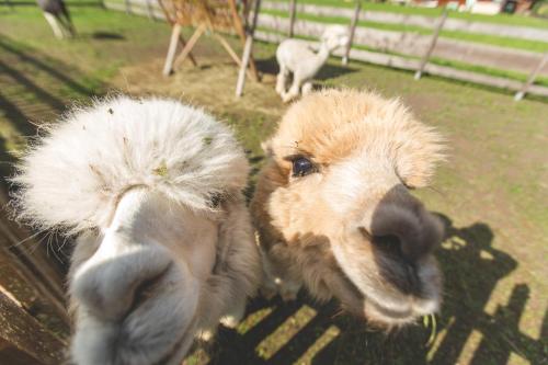 two sheep are standing next to each other at Appartement- und Wellnesshotel Charlotte - 3 Sterne Superior in Seefeld in Tirol