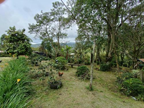 un jardín con árboles y plantas en un patio en El ZORZAL en Salento