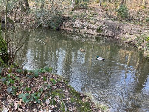 two ducks swimming in the water in a river at Ferienwohnung im Grünen mit Balkon in Herdecke