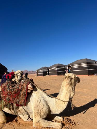 a camel sitting in the desert with a person on its back at Wadi Rum Mars Camp in Wadi Rum