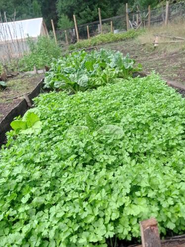 a field of green plants in a garden at Cabaña Kiñeco in Melipeuco