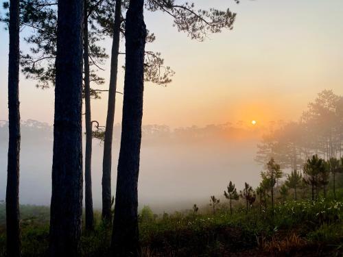 a misty sunrise in a forest with trees at Mộc Lan’s House in Phi Liêng