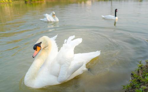 a group of swans swimming in the water at Katiliya Park Villa in Mae Chan