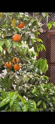an orange tree with lots of oranges on it at Riad Les Nuits de Marrakech in Marrakech