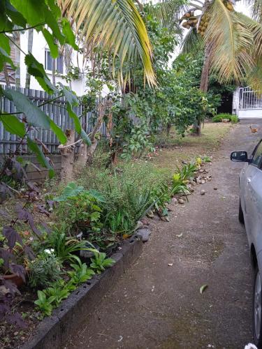 une rue avec une clôture et un palmier dans l'établissement La Kaz Kika, à Saint-Denis
