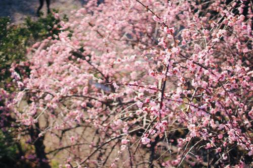 a bunch of pink flowers on a tree at 神倉書斎 [Kamikura-Hideaway] in Shingu