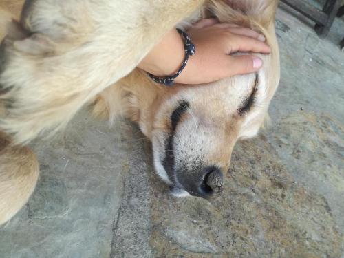 a person petting the nose of a dog at Montinho do Palanque in Viana do Alentejo