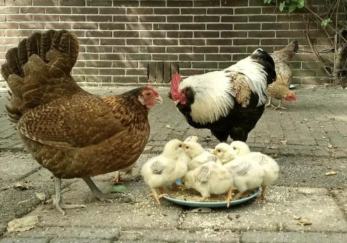 a group of chickens and chicks eating food from a plate at Vita Nova in Hippolytushoef