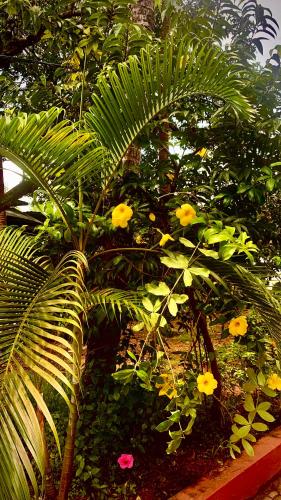 Κήπος έξω από το Stan-Inn, North Goa, Vagator, with strong WIFI,free private parking & kitchen, Can Cook where you stay