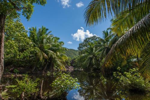 a river in the jungle with palm trees at Villa Aya in Grand'Anse Praslin