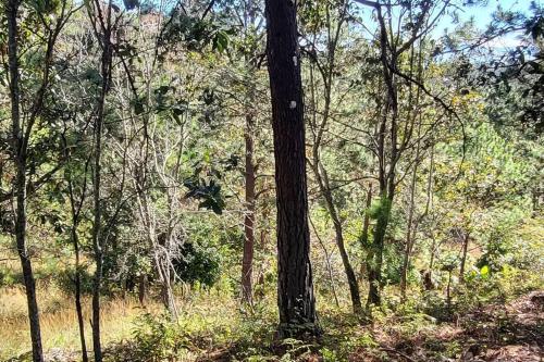 a tree in the middle of a forest at Casa de Campo Villa Carolina en Zambrano in Zambrano