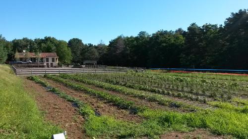 a farm with rows of crops in a field at Agriturismo Cascina del Poggio in Lurago Marinone