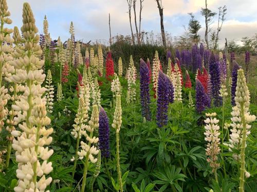 a field of colorful flowers in a garden at Cabaña de las Flores in Tolhuin