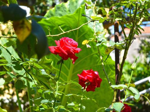 a group of red roses growing on a tree at The Secret Garden Relais in Piano di Sorrento