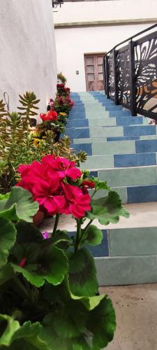 a group of red flowers on the stairs at El Jardín de la Abuela in Querétaro
