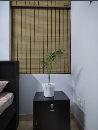 a plant on a black table in front of a window at Gruham Malpe Homestay Udupi in Malpe