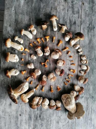 a group of mushrooms sitting on a wooden floor at Haus Grünfels ApARTment in Murau