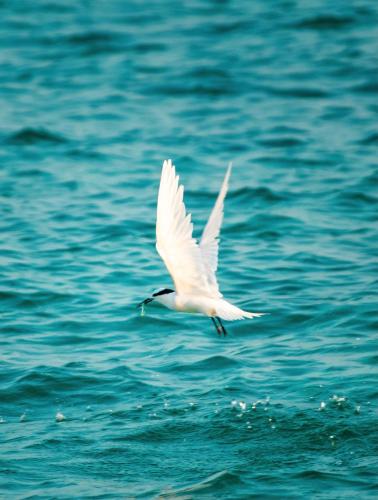 a white bird flying over the water at Brickwood Rasdhoo- Beach front in Rasdu