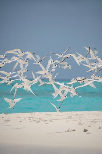 a flock of birds flying over the beach at Brickwood Rasdhoo- Beach front in Rasdu