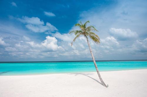 a palm tree on a white beach with the ocean at Brickwood Rasdhoo- Beach front in Rasdu