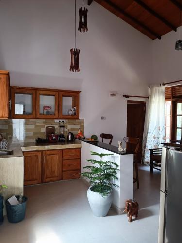 a kitchen with a potted plant in the middle of it at Apartmán Sudu Nangy in Beruwala