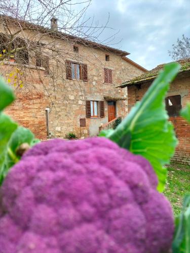a bunch of purple flowers in front of a building at L'oca Nera in Chiusi