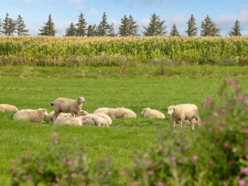 a herd of sheep grazing in a field of grass at Holiday Home Ewelina - 15km from the sea in Western Jutland by Interhome in Ballum