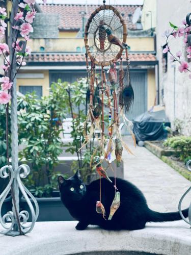 a black cat sitting next to a dream catcher at B&B Corte sul Naviglio CIN I T 0 1 5 0 7 0 C 1 3 X U I L Q C V in Cernusco sul Naviglio