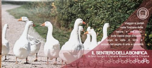 a group of white ducks standing next to a sign at L'oca Nera in Chiusi