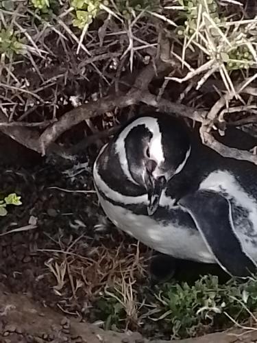 two penguins laying on the ground in a nest at Veredas al sol puerto piramides in Puerto Pirámides
