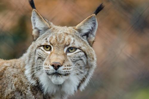 a lynx with two birds on its head at The Old Logging Camp in Yttermalung