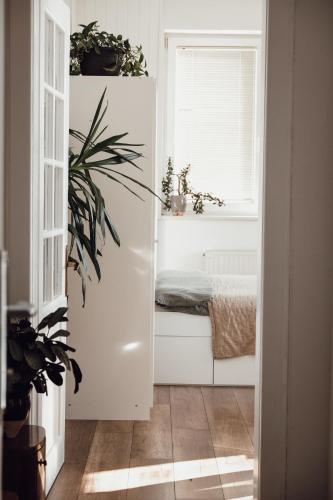 une chambre avec une fenêtre et une plante dans la porte dans l'établissement Rural Carniola fairytale, à Križe