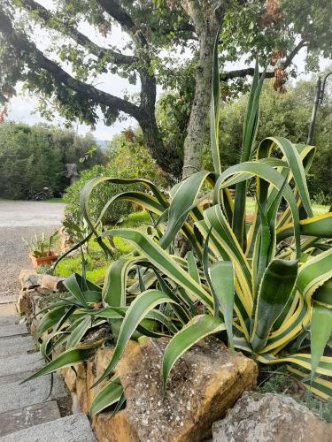 a plant in a garden with rocks and a tree at Agriturismo e Glamping Serraiola Alta in Frassine