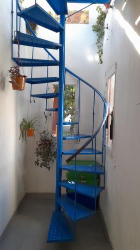 Campanita amarilla – Photos 5