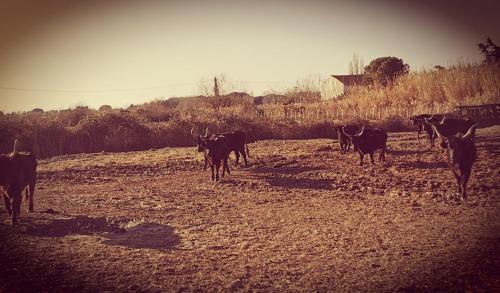 a herd of cows standing in a dirt field at L'auberge Camarguaise in Saintes-Maries-de-la-Mer