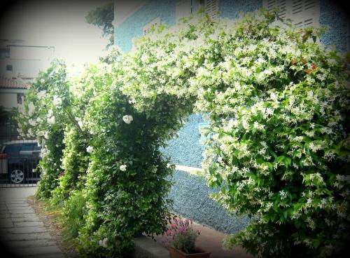 a bunch of white flowers on a wall at B&B Elisir in Albenga
