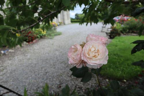 a pink rose in a garden with a pathway at The Stables at Lorum Old Rectory in Bagenalstown