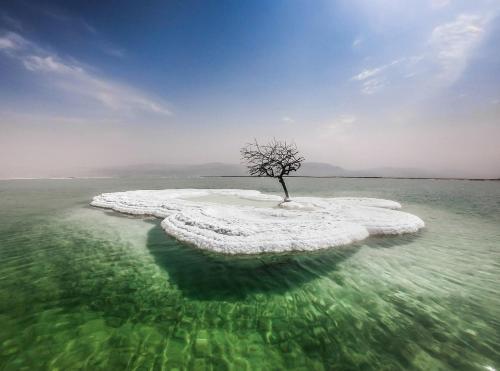 a tree on an island in the water at זוהר במדבר ים המלח in Neve Zohar