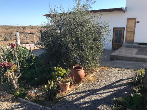 a garden in front of a house with a plant at Eco Lodge Loro Tuerto in Guanaqueros