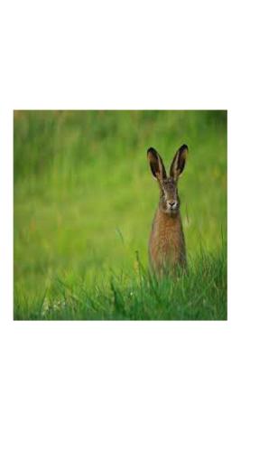 um coelho sentado na relva num campo em Haus Waldspecht, 75240 Lopare Veselinovac 